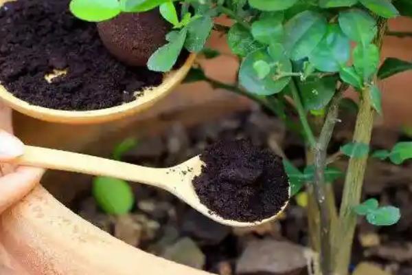 咖啡渣发酵到什么程度可以使用,没有咖啡味时才能当作肥料