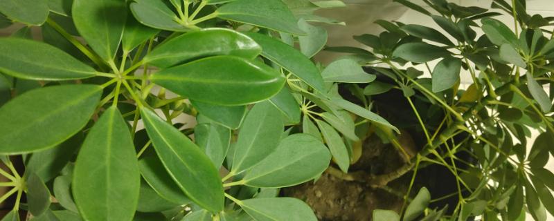 发财树出现肥害怎么办，取出植株洗净根系并剪除烧伤部位