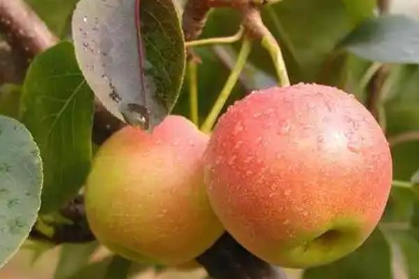 辽宁抚顺市的特产，有单片黑木耳、琥珀工艺品等