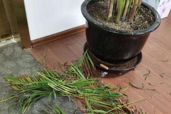 凤尾竹的养殖方法，喜欢在湿润的环境中生长