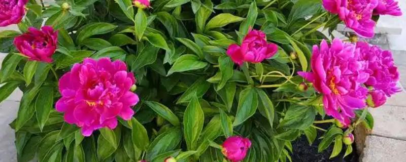 夏季移栽芍药花的方法，剪除残根烂根后再晾干栽种