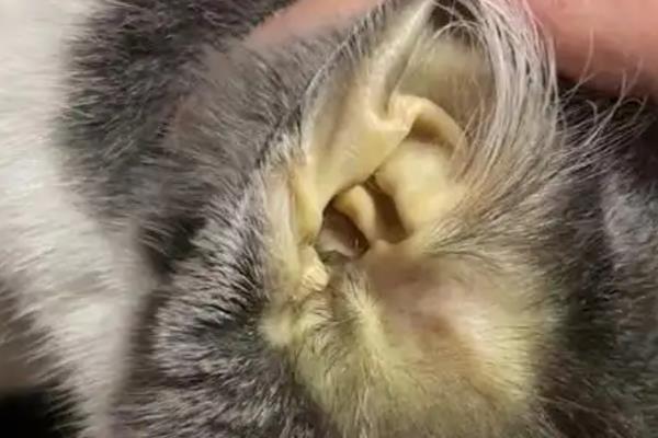猫咪黄疸是什么引起的，可能是脂肪肝、胰腺炎等引起的