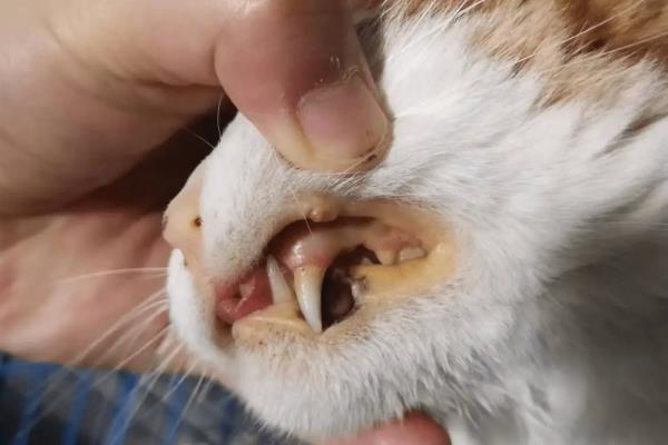猫咪黄疸是什么引起的，可能是脂肪肝、胰腺炎等引起的