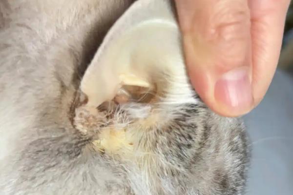 猫咪黄疸是什么引起的，可能是脂肪肝、胰腺炎等引起的