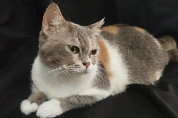 猫咪黄疸是什么引起的，可能是脂肪肝、胰腺炎等引起的