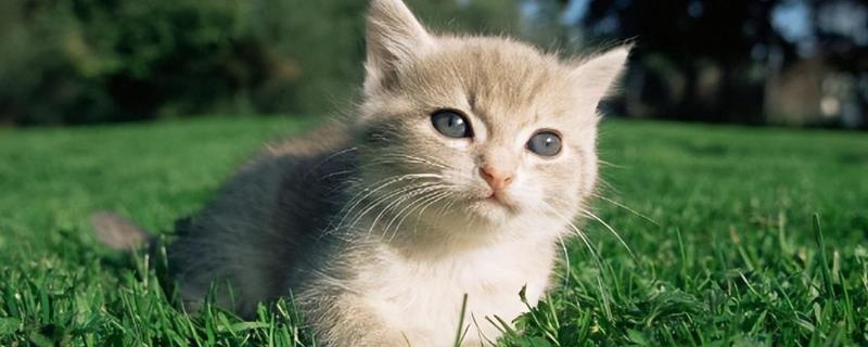猫为什么会抽搐，可能是体内有寄生虫、在做梦、缺钙等原因引起