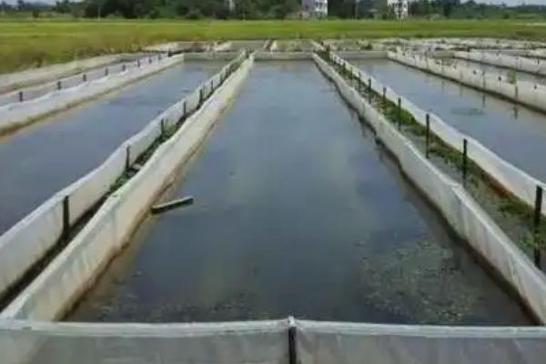 养殖水蛭的注意事项，池塘外围要砌防逃墙