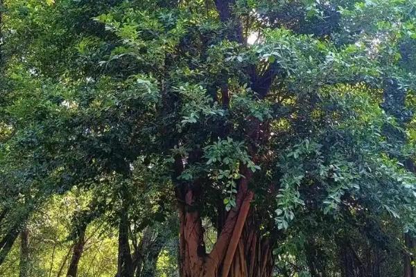 榕树会不会开花，花期大多在5-6月份