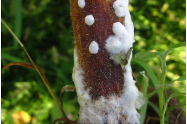 胡萝卜的种植方法，浸种催芽后再播种可提前出苗