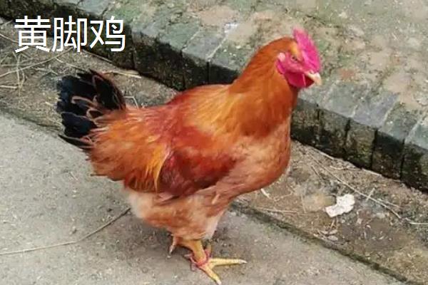黑脚鸡和黄脚鸡的区别，鸡脚、肌肉、鸡冠等方面均不同
