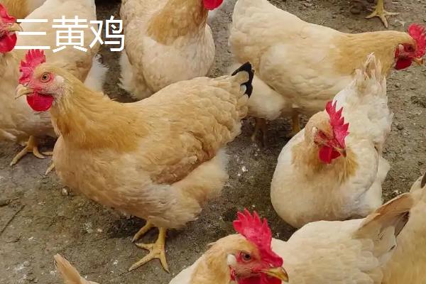 黑脚鸡和黄脚鸡的区别，鸡脚、肌肉、鸡冠等方面均不同