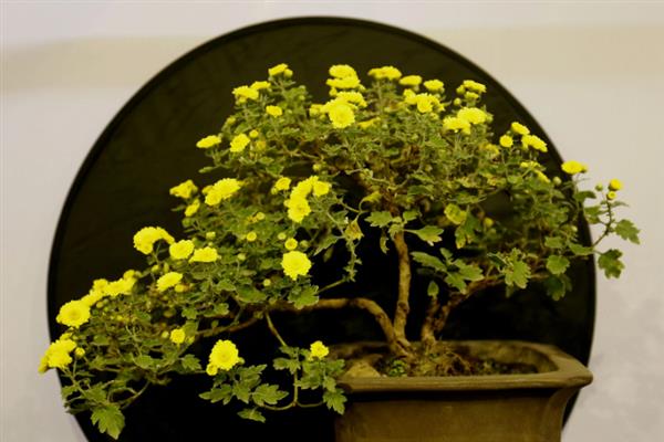 菊花生长要经历哪几个时期，分为休眠期、幼苗期、感光期、成熟期