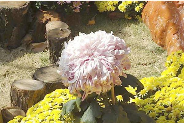 菊花生长要经历哪几个时期，分为休眠期、幼苗期、感光期、成熟期