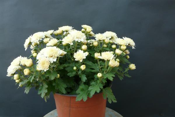 菊花生长要经历哪几个时期，分为休眠期、幼苗期、感光期、成熟期