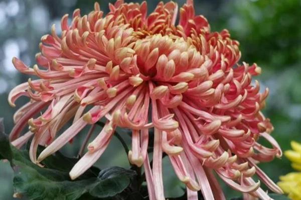 菊花生长要经历哪几个时期，分为休眠期、幼苗期、感光期、成熟期