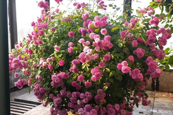 冬季能不能将月季养在室外,南方地区可在室外越冬