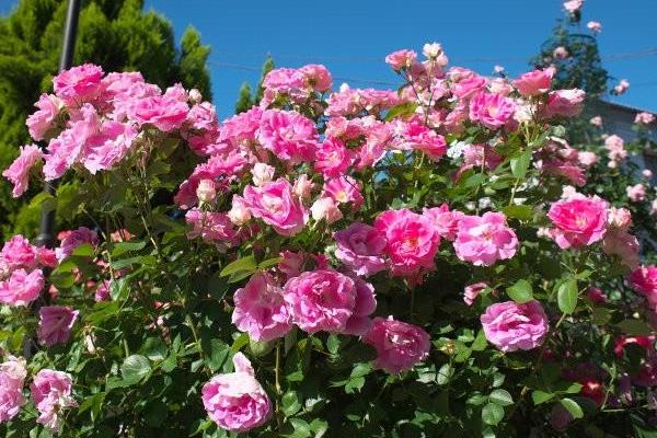 冬季能不能将月季养在室外,南方地区可在室外越冬