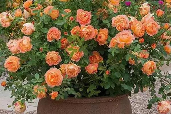 冬季能不能将月季养在室外,南方地区可在室外越冬