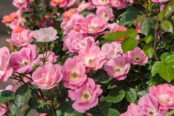 冬季能不能将月季养在室外,南方地区可在室外越冬