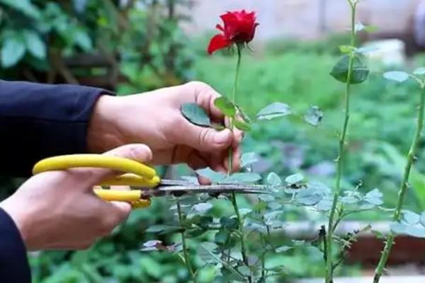 冬季能不能将月季养在室外,南方地区可在室外越冬