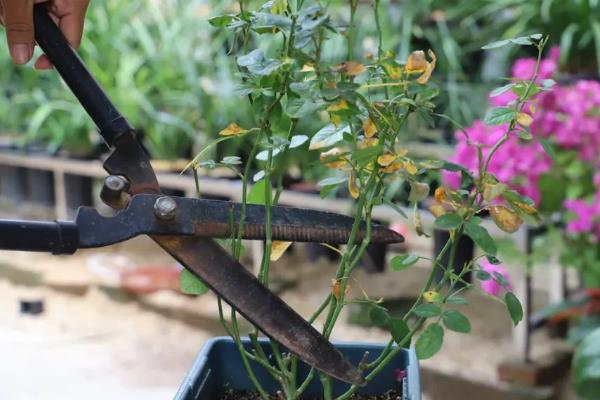 冬季能不能将月季养在室外,南方地区可在室外越冬