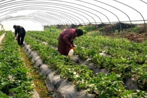 妙香七号草莓品种的特点，在自然环境下平均亩产3427公斤
