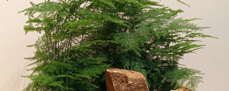 文竹是否怕冻，温度低于5℃容易被冻伤