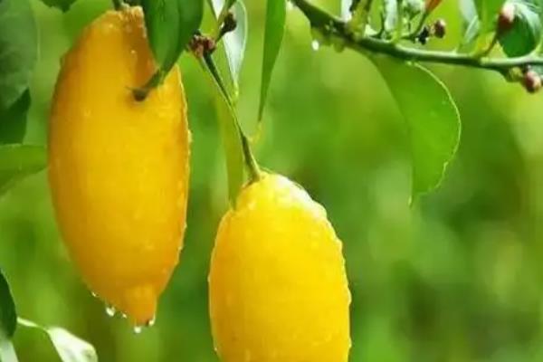 香水柠檬与普通柠檬的区别，果型、花型、香味、口感均不同