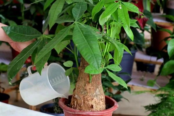 发财树出现肥害怎么办，取出植株洗净根系并剪除烧伤部位