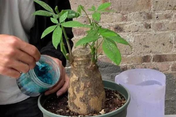 发财树出现肥害怎么办，取出植株洗净根系并剪除烧伤部位