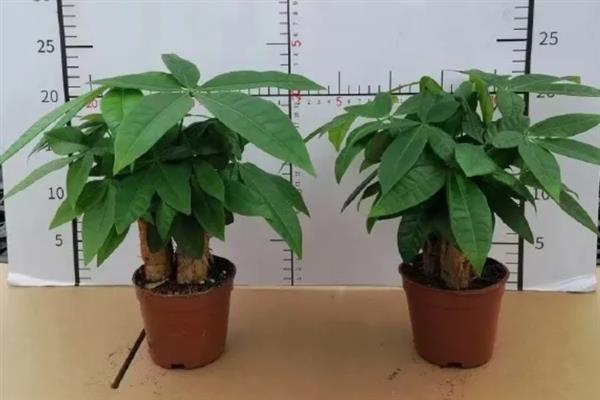 发财树出现肥害怎么办，取出植株洗净根系并剪除烧伤部位