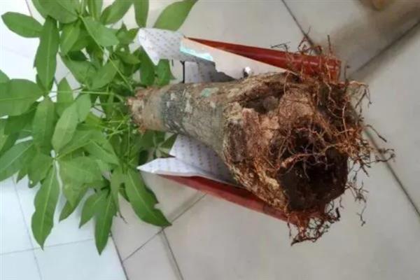 发财树出现肥害怎么办，取出植株洗净根系并剪除烧伤部位