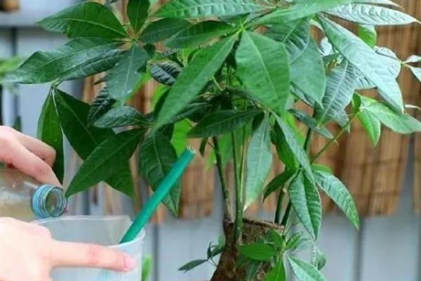 发财树出现肥害怎么办，取出植株洗净根系并剪除烧伤部位