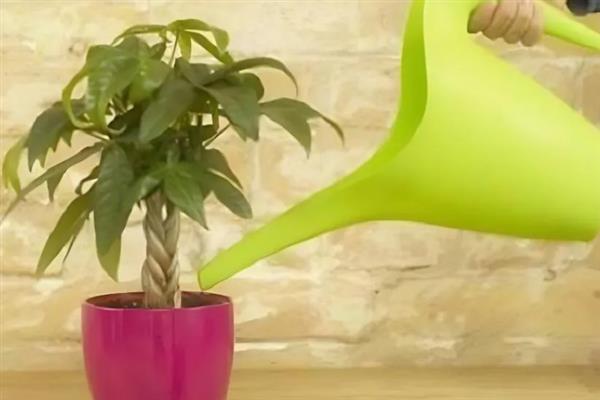 发财树出现肥害怎么办，取出植株洗净根系并剪除烧伤部位