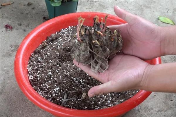 夏季移栽芍药花的方法，剪除残根烂根后再晾干栽种