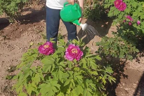 夏季移栽芍药花的方法，剪除残根烂根后再晾干栽种