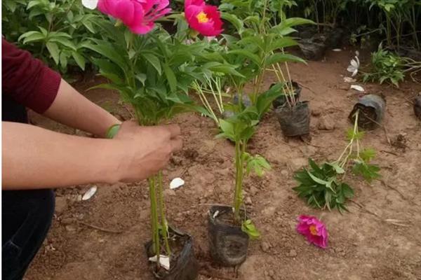 夏季移栽芍药花的方法，剪除残根烂根后再晾干栽种