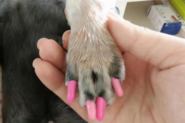 狗指甲套是否适合狗狗带，本质上并不正确