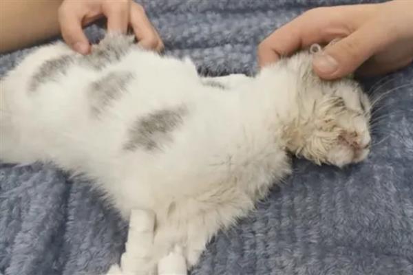 猫为什么会抽搐，可能是体内有寄生虫、在做梦、缺钙等原因引起