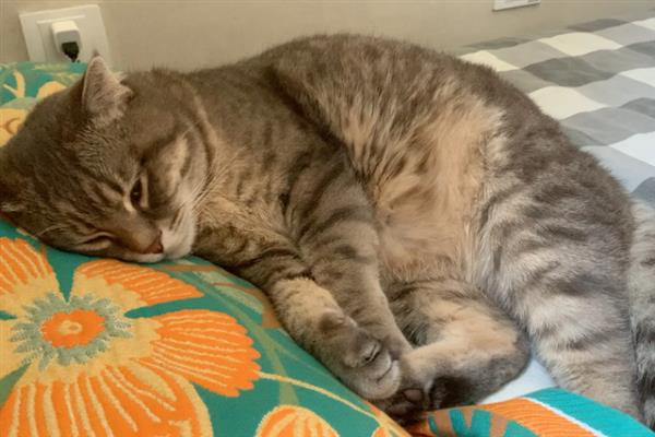 猫为什么会抽搐，可能是体内有寄生虫、在做梦、缺钙等原因引起