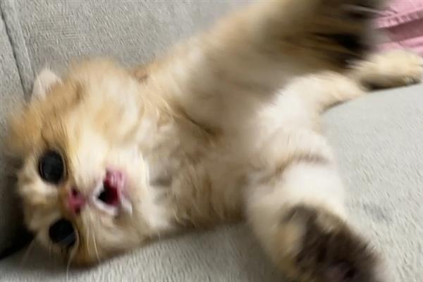 猫为什么会抽搐，可能是体内有寄生虫、在做梦、缺钙等原因引起