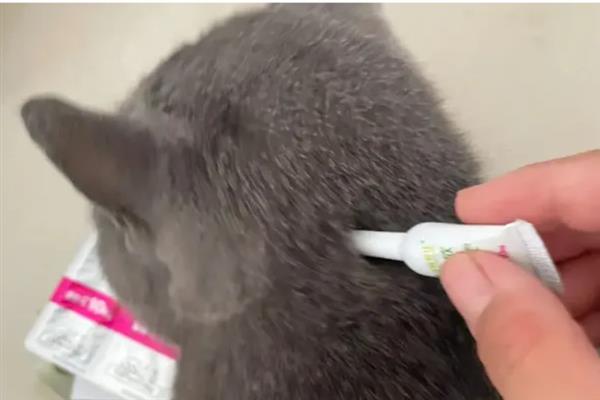 猫为什么会抽搐，可能是体内有寄生虫、在做梦、缺钙等原因引起