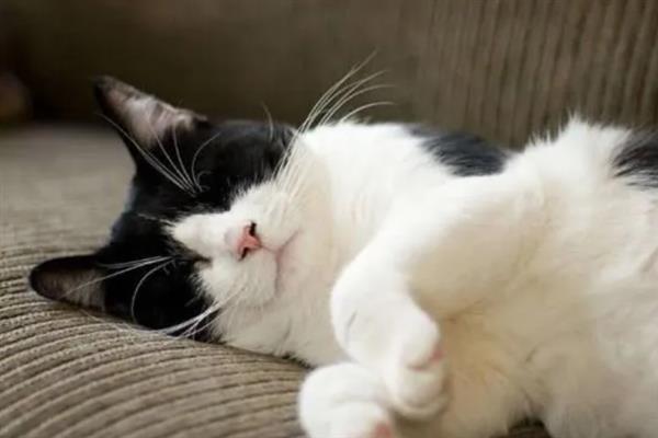 猫为什么会抽搐，可能是体内有寄生虫、在做梦、缺钙等原因引起