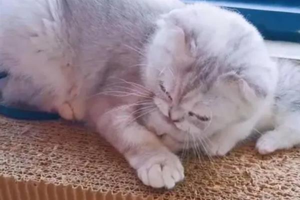 猫为什么会抽搐，可能是体内有寄生虫、在做梦、缺钙等原因引起