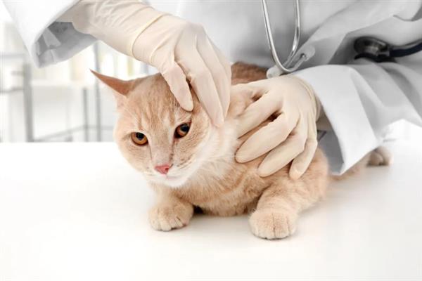 猫为什么会抽搐，可能是体内有寄生虫、在做梦、缺钙等原因引起