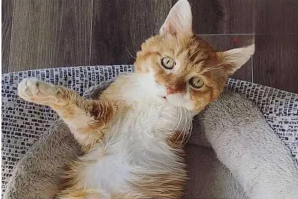 猫为什么会抽搐，可能是体内有寄生虫、在做梦、缺钙等原因引起