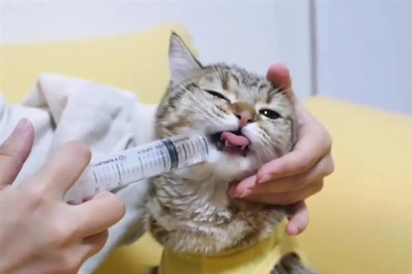 猫为什么会抽搐，可能是体内有寄生虫、在做梦、缺钙等原因引起