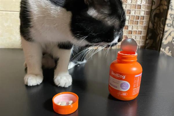 猫为什么会抽搐，可能是体内有寄生虫、在做梦、缺钙等原因引起