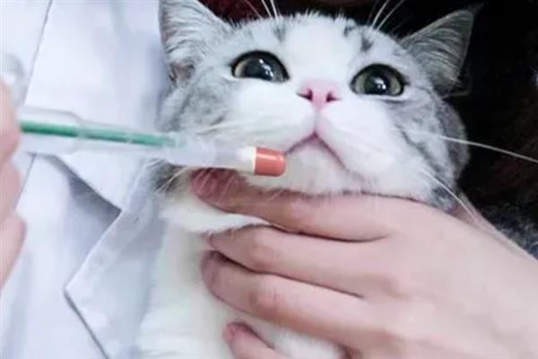 猫为什么会抽搐，可能是体内有寄生虫、在做梦、缺钙等原因引起