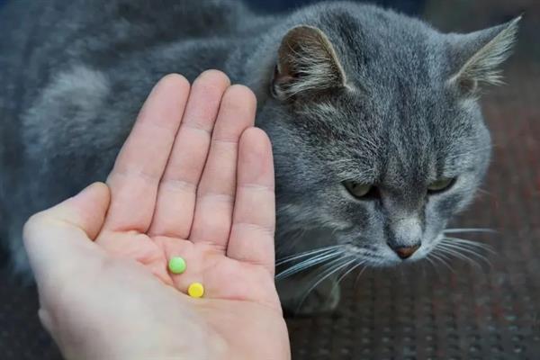 猫为什么会抽搐，可能是体内有寄生虫、在做梦、缺钙等原因引起